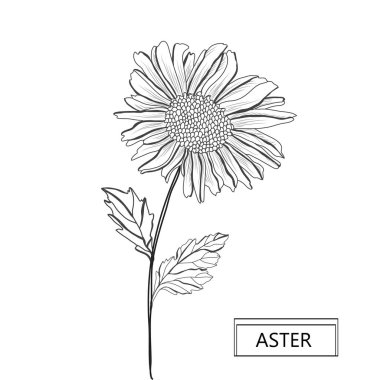 Dekoratif aster çiçek, tasarım öğesi. Tasarımını yazdırma, kartları, davetiyeleri, afişler, posterler için kullanılabilir. Çiçek arka planda satır sanat tarzı