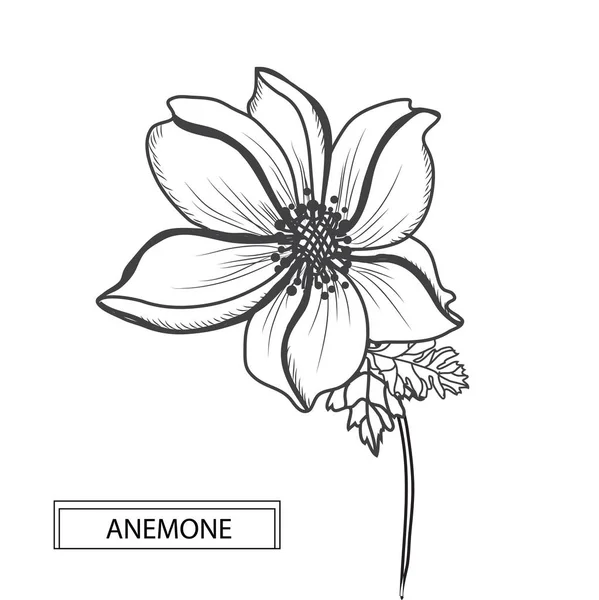 装饰海葵花 设计元素 可用于贺卡 平面设计 线条艺术风格的花卉背景 — 图库矢量图片