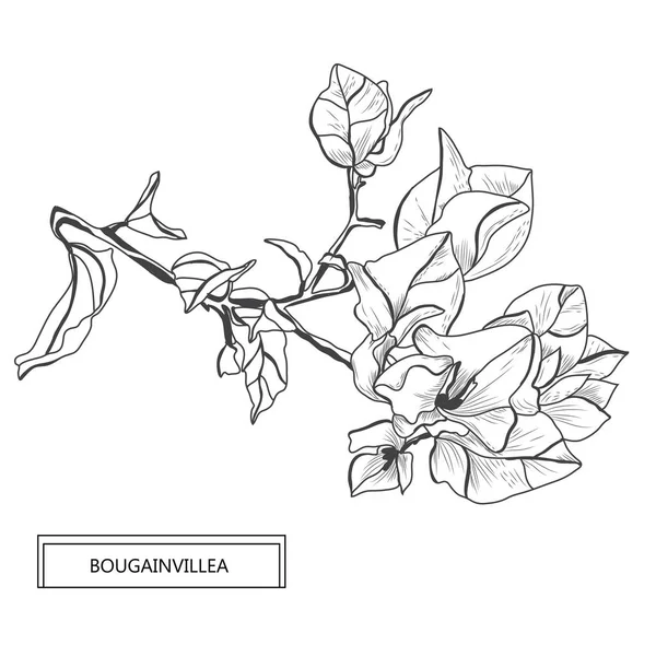 Kwiaty Dekoracyjne Bugenwilli Elementy Projektu Mogą Być Używane Dla Karty — Wektor stockowy