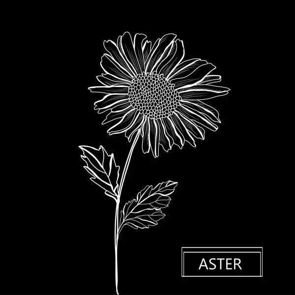 Decoratieve Aster Bloem Ontwerpelement Kan Worden Gebruikt Voor Kaarten Uitnodigingen — Stockvector