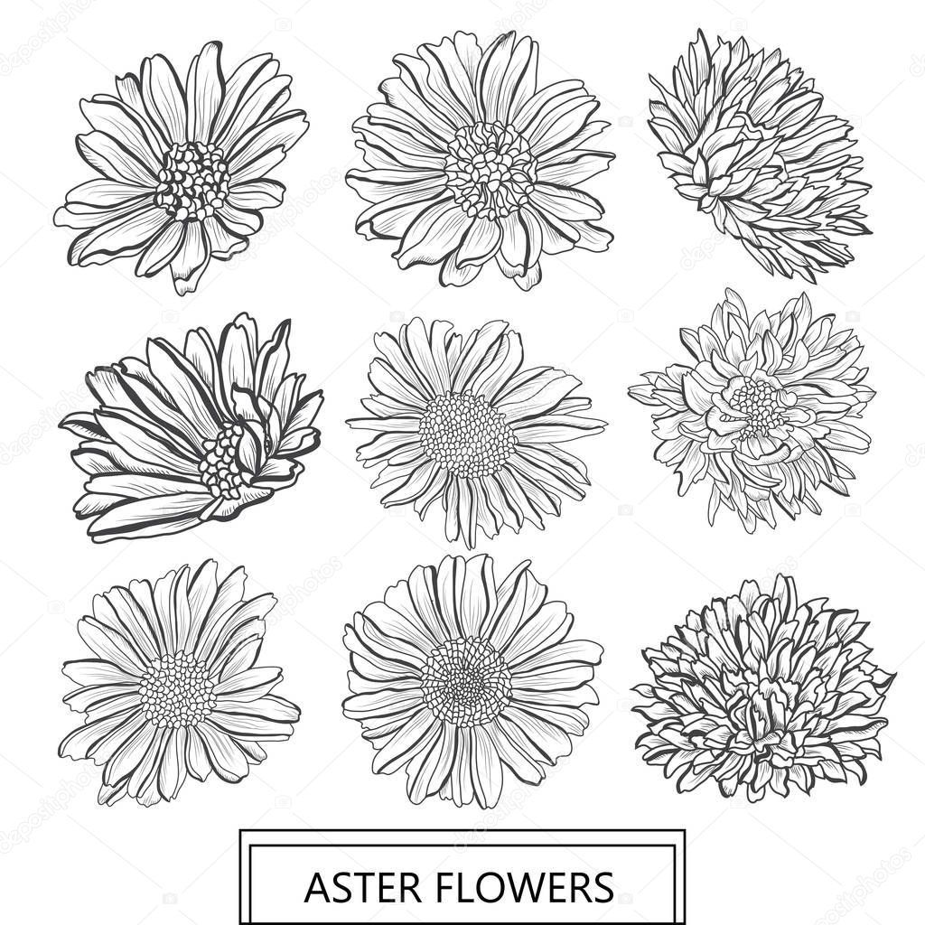 Decorative aster flowers set, design elements. Can be used for cards, invitations, banners, posters, print design. Floral background in line art style