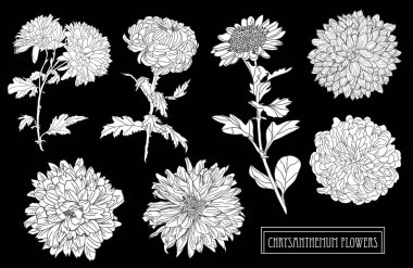 Dekoratif kasımpatı çiçekleri ayarla, tasarım öğeleri. Tasarımını yazdırma, kartları, davetiyeleri, afişler, posterler için kullanılabilir. Çiçek arka planda satır sanat tarzı