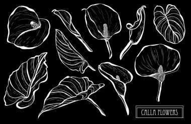 Dekoratif calla çiçekler ayarla, tasarım öğeleri. Tasarımını yazdırma, kartları, davetiyeleri, afişler, posterler için kullanılabilir. Çiçek arka planda satır sanat tarzı