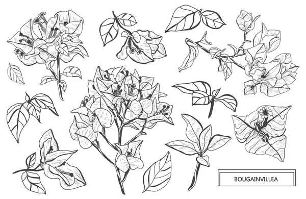 装饰花花草集 设计元素 可用于贺卡 平面设计 线条艺术风格的花卉背景 — 图库矢量图片