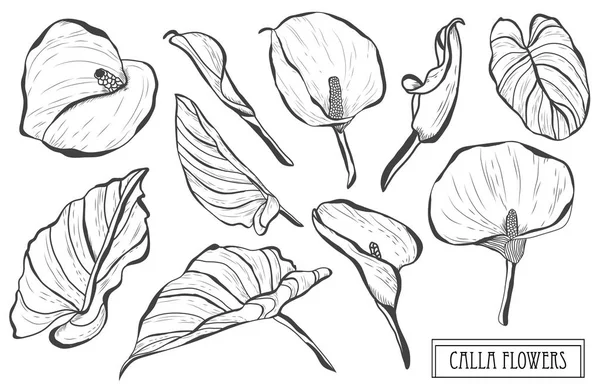 Dekoratif calla çiçekler ayarla, tasarım öğeleri. Tasarımını yazdırma, kartları, davetiyeleri, afişler, posterler için kullanılabilir. Çiçek arka planda satır sanat tarzı