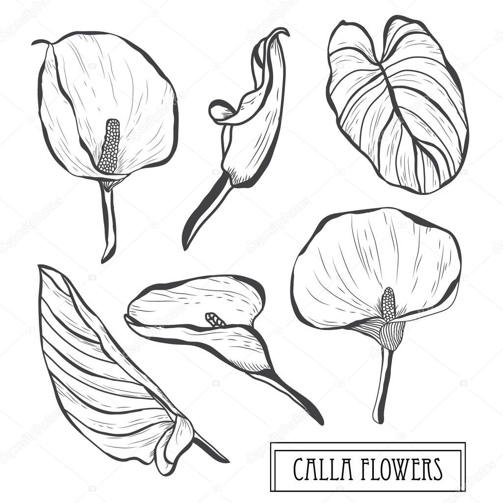 Decorative calla flowers set, design elements. Can be used for cards, invitations, banners, posters, print design. Floral background in line art style