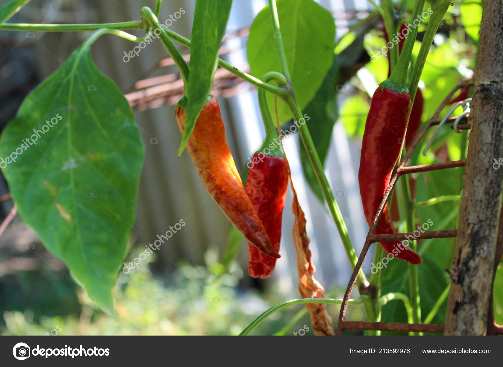 Red Chili Peppers Growing Garden Spice Food Ingredient Natural