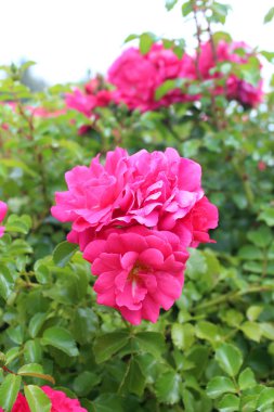 Bahçede güneşli yaz gününde güzel pembe gül çiçekleri. Doğal çiçek arka plan.