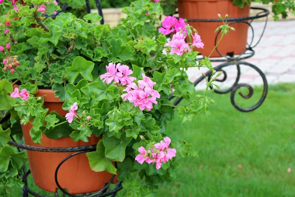 Vacker Pelargon Blommor Växer Parken Solig Sommardag Naturliga Blommig Bakgrund — Stockfoto