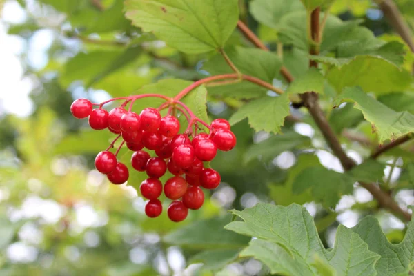 Bayas Rojas Viburnum Frutas Rama Fondo Natural — Foto de Stock