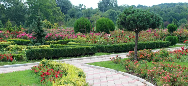 Schöne Rosenblüten Die Sonnigen Sommertagen Garten Wachsen Natürlicher Floraler Hintergrund — Stockfoto