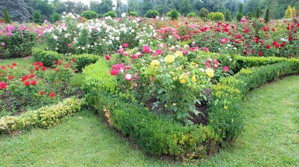 Hermosas Flores Rosas Que Crecen Jardín Soleado Día Verano Fondo —  Fotos de Stock