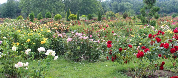 Mooie Roze Bloemen Groeien Tuin Het Zonnige Zomerdag Natuurlijke Bloemen — Stockfoto