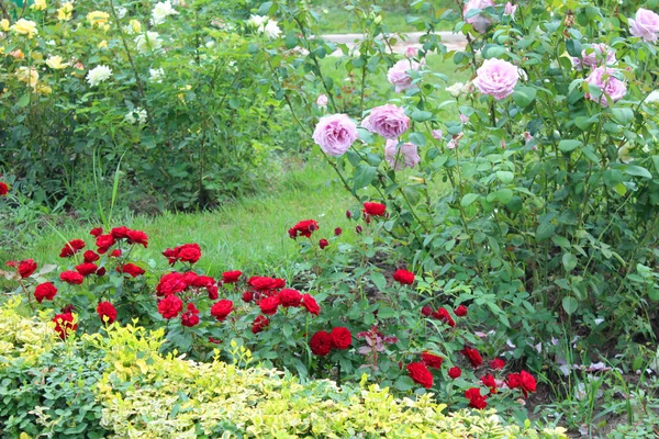 Beautiful Rose Flowers Growing Garden Sunny Summer Day Natural Floral — Stock Photo, Image