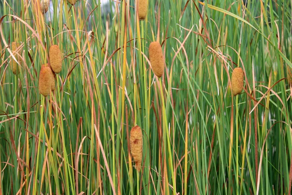 Όμορφη Βούρλο Scirpus Φυτά Που Φυτρώνουν Στην Λίμνη Ηλιόλουστη Καλοκαιρινή — Φωτογραφία Αρχείου