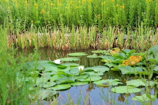 Mooie Lotusbloemen Groeien Vijver Zonnige Zomerdag Natuurlijke Bloemen Achtergrond — Stockfoto