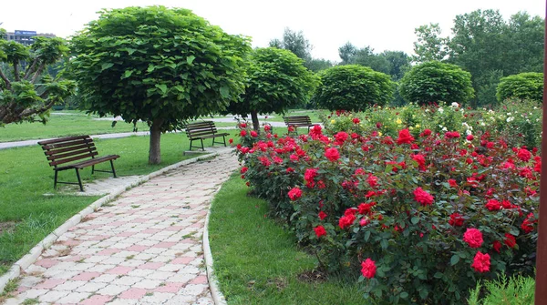 Krásné Květy Růže Rostoucích Zahradě Slunečný Letní Den Přírodní Květinová — Stock fotografie