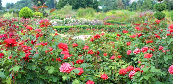 Vackra Rosa Blommor Som Växer Trädgården Soliga Sommardag Naturliga Blommig — Stockfoto