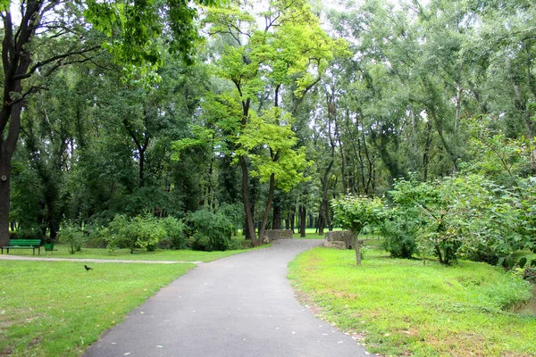 路在美丽的绿色公园里 绿树成荫 绿草蓝天背景 — 图库照片