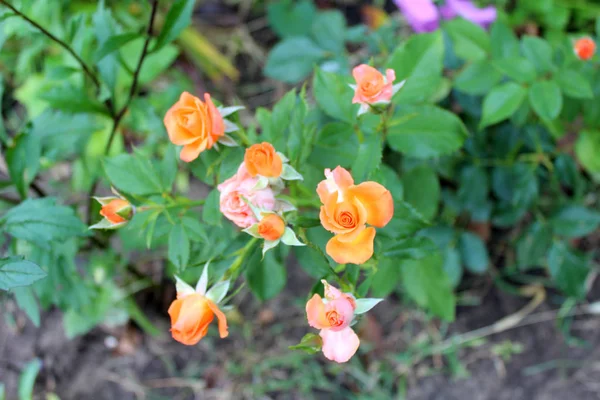 美丽的玫瑰花在阳光明媚的夏日里在花园里生长 自然花卉背景 — 图库照片