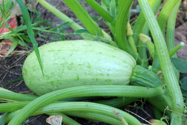 緑のズッキーニが庭で成長しています 食品成分 自然の背景 — ストック写真