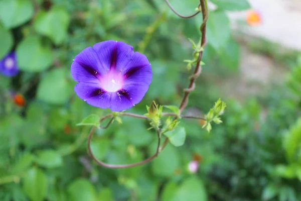 Belle Gloire Matin Convolvulus Fleurs Poussant Dans Jardin Par Une — Photo