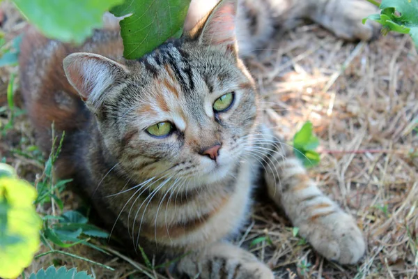 Όμορφη Γάτα Κάθεται Στον Κήπο — Φωτογραφία Αρχείου