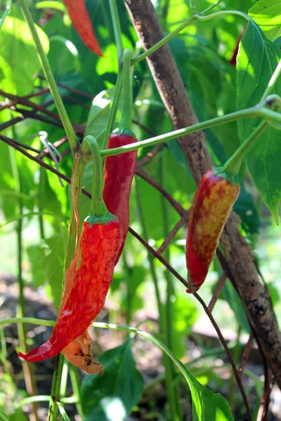 Rote Chilischoten Wachsen Garten Gewürz Lebensmittelzutat Natürlicher Hintergrund — Stockfoto