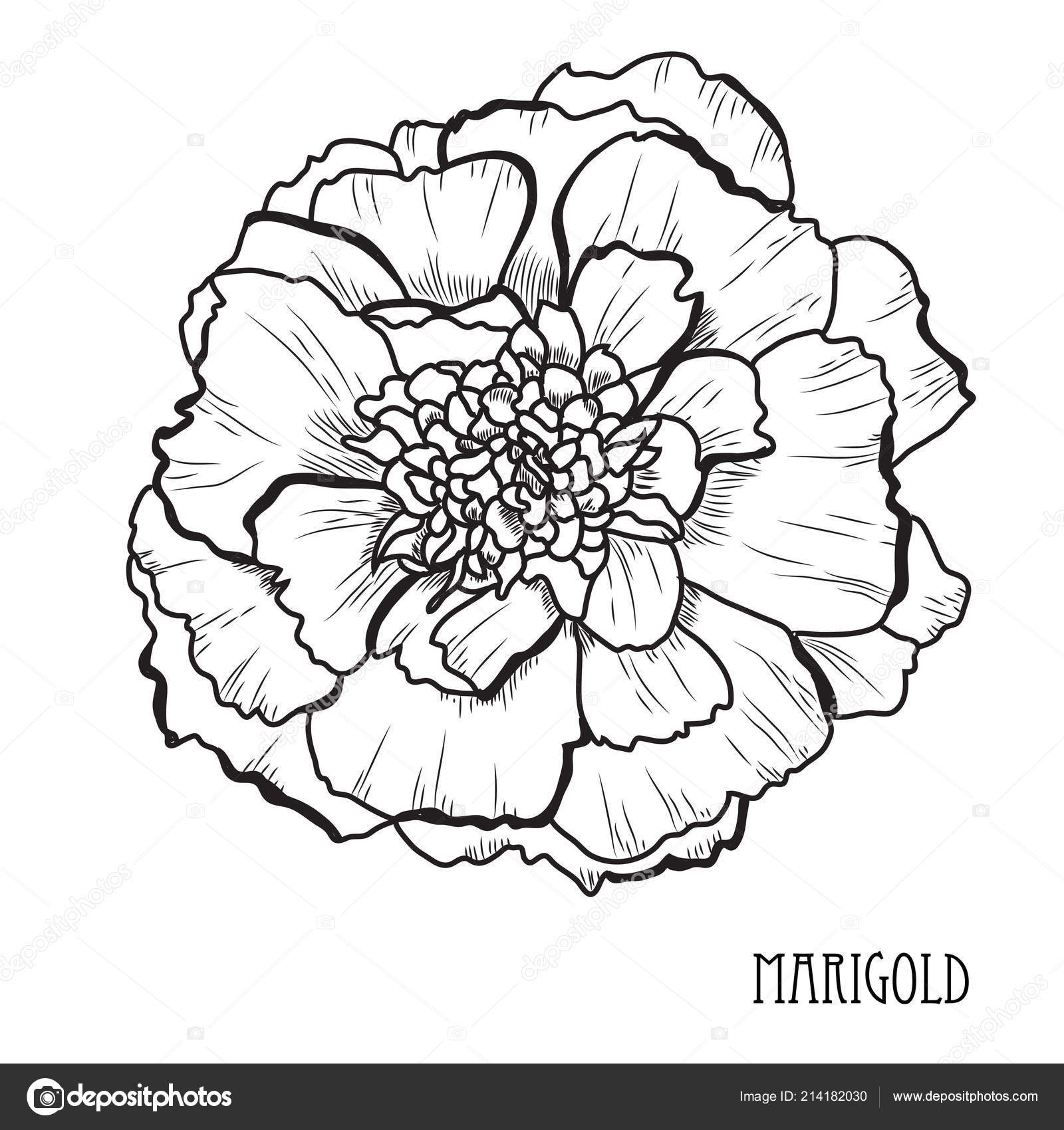 Featured image of post Drawing Of Marigold Flower Marigold flowers