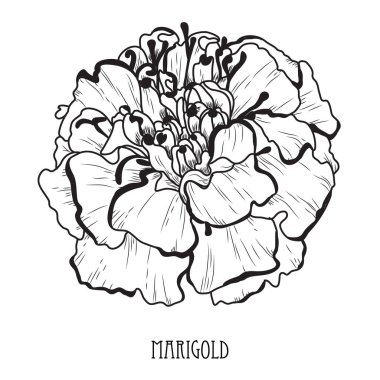 Dekoratif kadife çiçeği çiçek, tasarım öğesi. Tasarımını yazdırma, kartları, davetiyeleri, afişler, posterler için kullanılabilir. Çiçek arka planda satır sanat tarzı