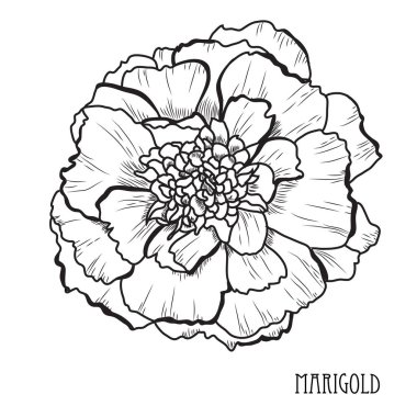 Dekoratif kadife çiçeği çiçek, tasarım öğesi. Tasarımını yazdırma, kartları, davetiyeleri, afişler, posterler için kullanılabilir. Çiçek arka planda satır sanat tarzı