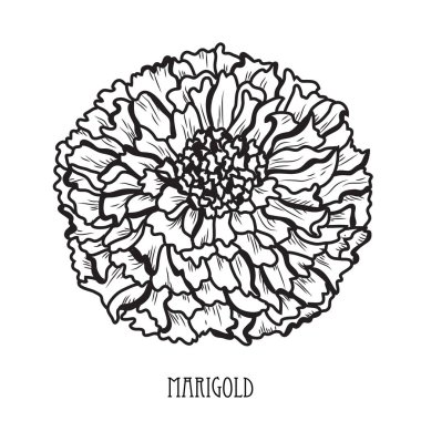 Dekoratif kadife çiçeği çiçek, tasarım öğesi. Tasarımını yazdırma, kartları, davetiyeleri, afişler, posterler için kullanılabilir. Çiçek arka planda satır sanat tarzı