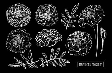 Dekoratif kadife çiçeği çiçek ayarla, tasarım öğeleri. Tasarımını yazdırma, kartları, davetiyeleri, afişler, posterler için kullanılabilir. Çiçek arka planda satır sanat tarzı