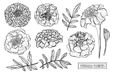 Dekoratif kadife çiçeği çiçek ayarla, tasarım öğeleri. Tasarımını yazdırma, kartları, davetiyeleri, afişler, posterler için kullanılabilir. Çiçek arka planda satır sanat tarzı