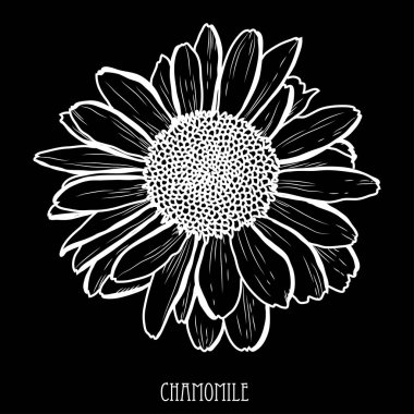 Dekoratif papatya çiçek, tasarım öğesi. Tasarımını yazdırma, kartları, davetiyeleri, afişler, posterler için kullanılabilir. Çiçek arka planda satır sanat tarzı