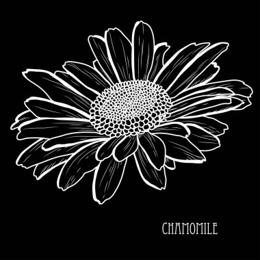 Dekoratif papatya çiçek, tasarım öğesi. Tasarımını yazdırma, kartları, davetiyeleri, afişler, posterler için kullanılabilir. Çiçek arka planda satır sanat tarzı