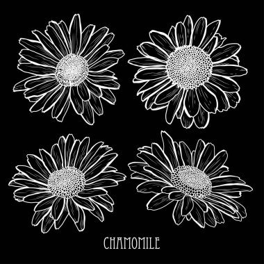 Dekoratif papatya çiçeği ayarla, tasarım öğeleri. Tasarımını yazdırma, kartları, davetiyeleri, afişler, posterler için kullanılabilir. Çiçek arka planda satır sanat tarzı