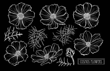 Dekoratif cosmos çiçekler ayarla, tasarım öğeleri. Tasarımını yazdırma, kartları, davetiyeleri, afişler, posterler için kullanılabilir. Çiçek arka planda satır sanat tarzı