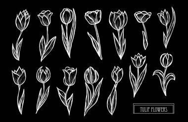 Dekoratif Lale çiçek ayarla, tasarım öğeleri. Tasarımını yazdırma, kartları, davetiyeleri, afişler, posterler için kullanılabilir. Çiçek arka planda satır sanat tarzı