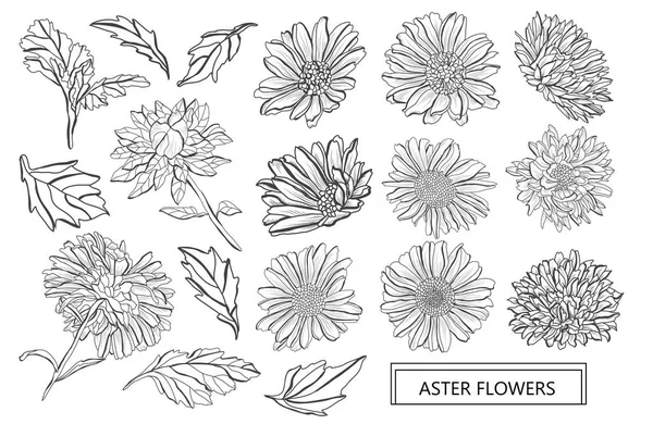 Decoratieve Aster Bloemen Instellen Ontwerpelementen Kan Worden Gebruikt Voor Kaarten — Stockvector