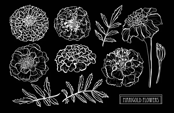Декоративный Набор Цветов Мэриголд Элементы Дизайна Можно Использовать Открыток Приглашений — стоковый вектор