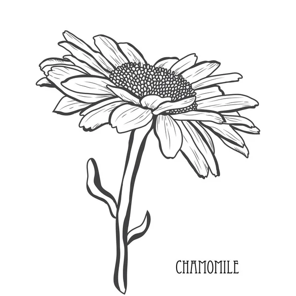 菊花装饰花 设计元素 可用于贺卡 平面设计 线条艺术风格的花卉背景 — 图库矢量图片