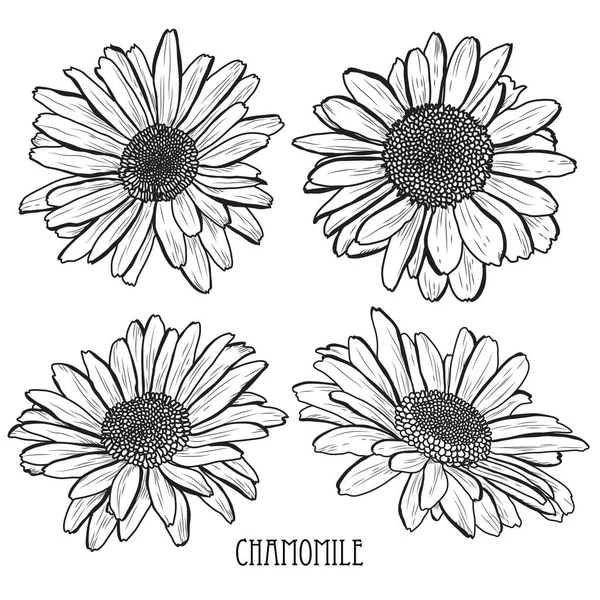 Conjunto Decorativo Flores Manzanilla Elementos Diseño Puede Utilizar Para Tarjetas — Archivo Imágenes Vectoriales