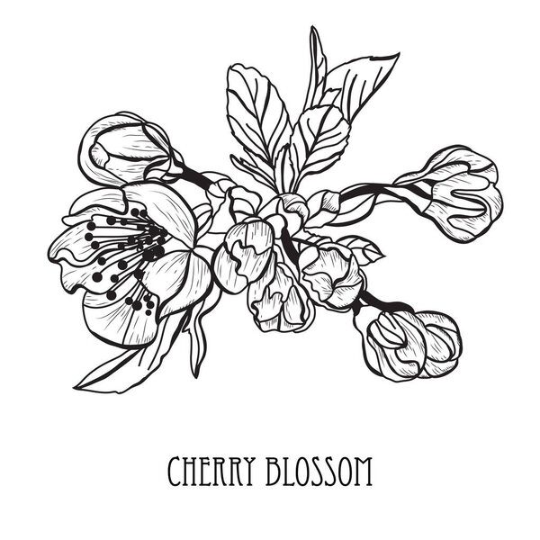 Decorative sakura flowers, design elements. Can be used for cards, invitations, banners, posters, print design. Floral background in line art style