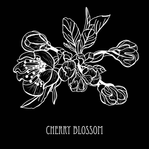 Decorative sakura flowers, design elements. Can be used for cards, invitations, banners, posters, print design. Floral background in line art style