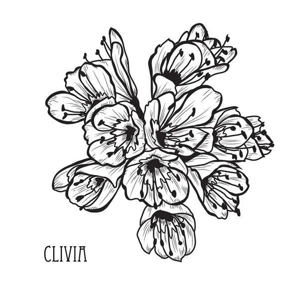 装饰君子兰花 设计元素 可用于贺卡 平面设计 线条艺术风格的花卉背景 — 图库矢量图片