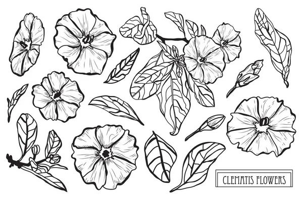 Conjunto Decorativo Flores Clematis Elementos Diseño Puede Utilizar Para Tarjetas — Vector de stock