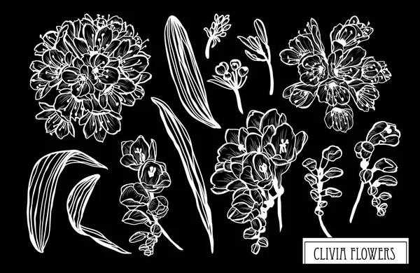 装饰君子兰花集 设计元素 可用于贺卡 平面设计 线条艺术风格的花卉背景 — 图库矢量图片