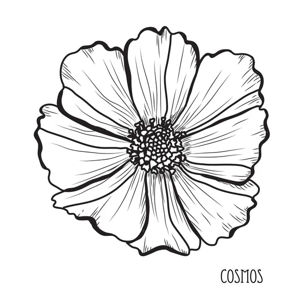 Cosmos Decorativos Flores Elementos Diseño Puede Utilizar Para Tarjetas Invitaciones — Archivo Imágenes Vectoriales