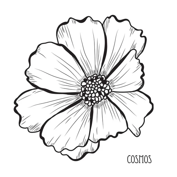 Flores Cosmos Decorativos Elementos Design Pode Ser Usado Para Cartões — Vetor de Stock